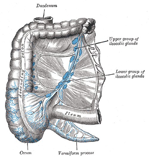 Lymph capillaries around the intestine and appendix