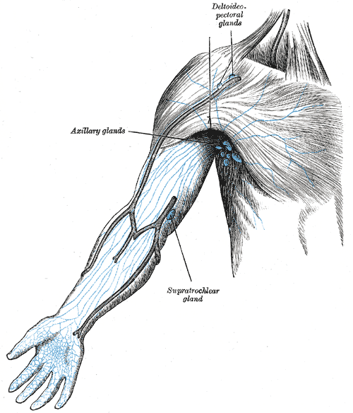 Lymphatic System in the Arm
