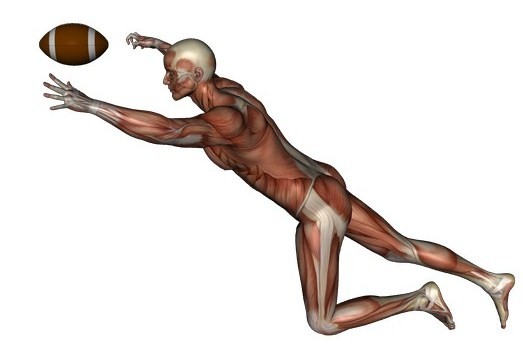football muscles and joints